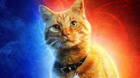 Cat Movies .